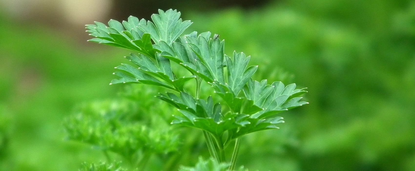 Découvrez comment avoir son propre jardin en appartement © AllNikArt, Pixabay